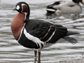 Red-breasted Goose